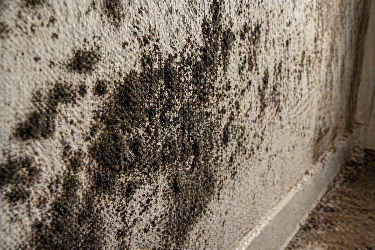 Black mold removal Fort Lauderdale FL